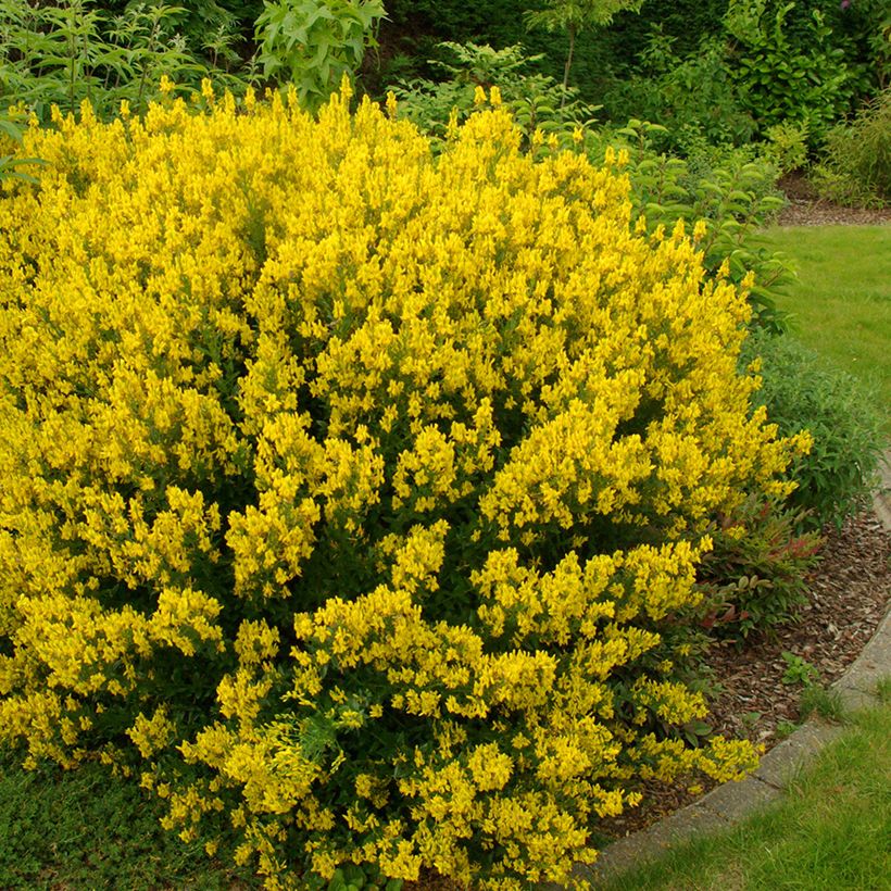 Pensasväriherne - Genista tinctoria (Kasvutapa)
