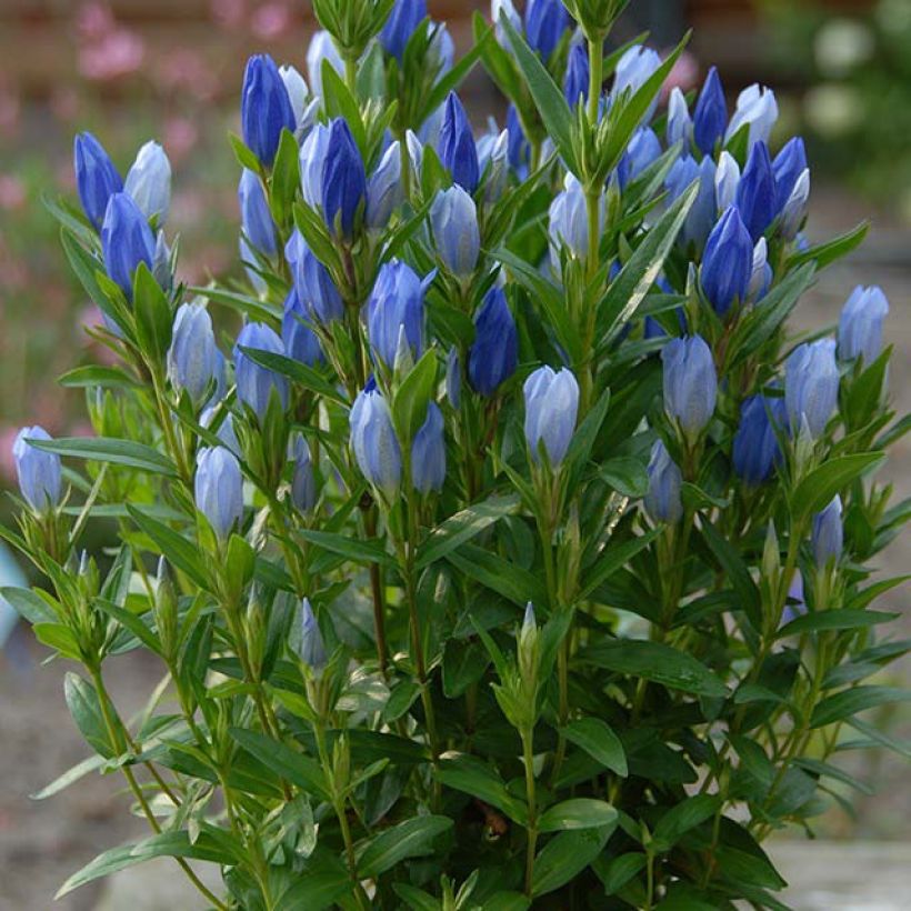 Katkero Blue Star (Kasvutapa)