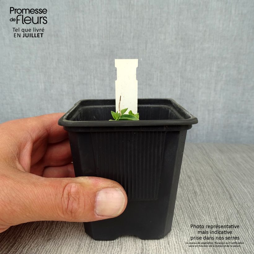 Esimerkki kesällä toimitetusta Katkero True Blue Taimiruukku 8/9 cm-taimesta