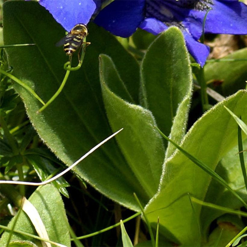 Alppikatkero - Gentiana acaulis (Lehvistö)