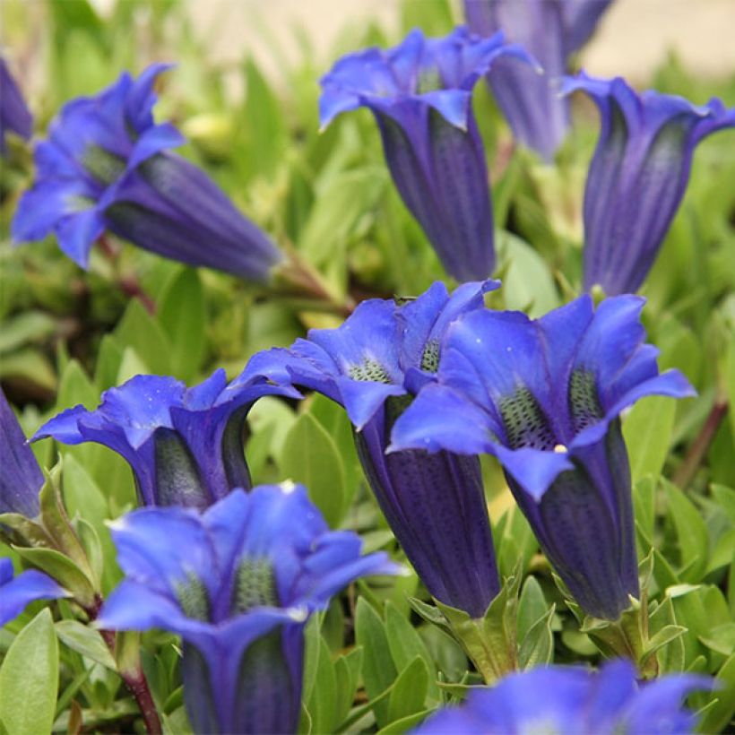 Alppikatkero - Gentiana acaulis (Kukinta)