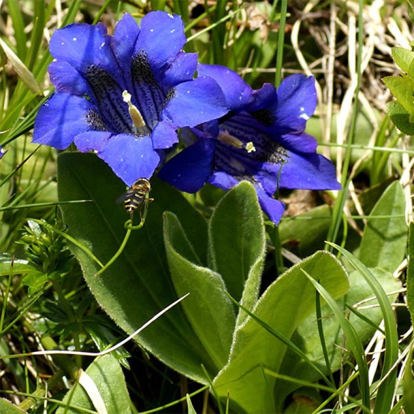 Alppikatkero - Gentiana acaulis (Kasvutapa)