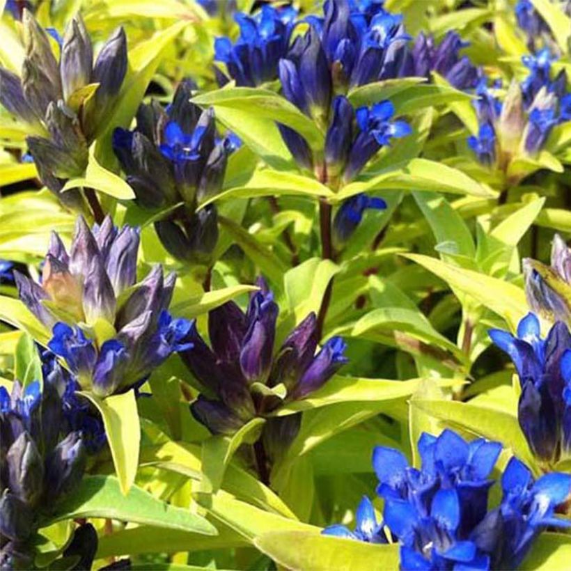 Ristikatkero - Gentiana cruciata (Kukinta)