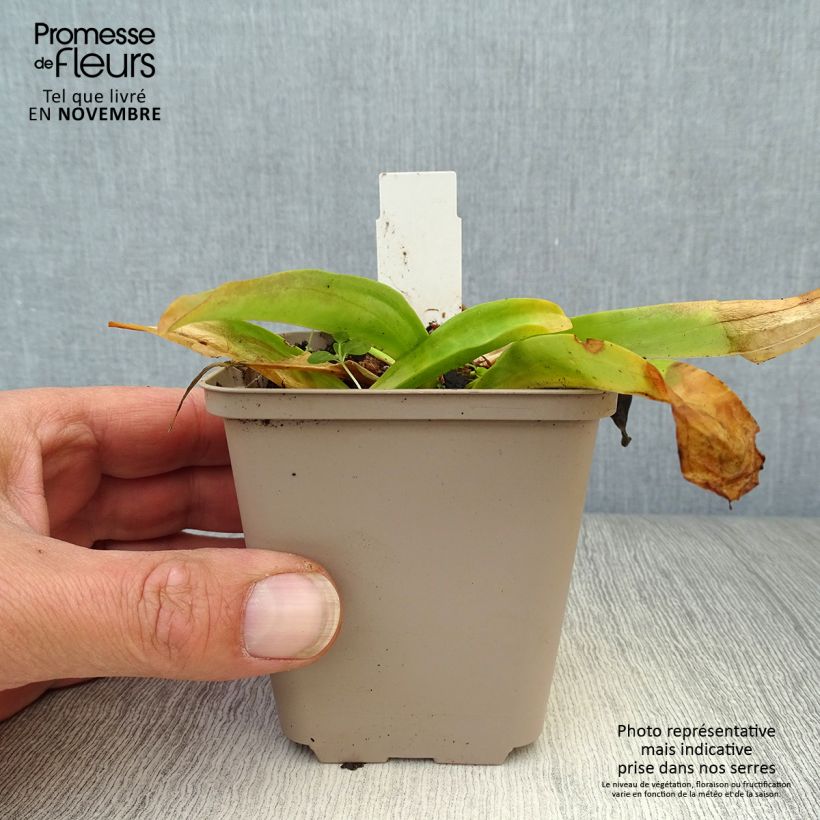 Esimerkki syksyllä toimitetusta Ristikatkero - Gentiana cruciata 8/9 cm taimiruukku-taimesta
