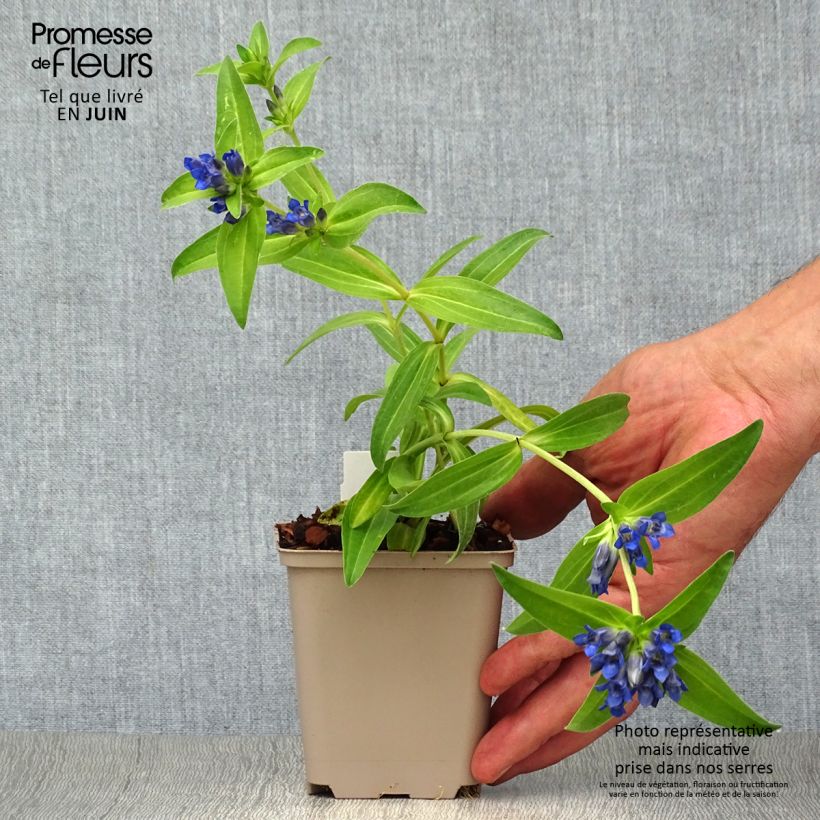 Esimerkki kesällä toimitetusta Ristikatkero - Gentiana cruciata Godet de 8/9 cm-taimesta