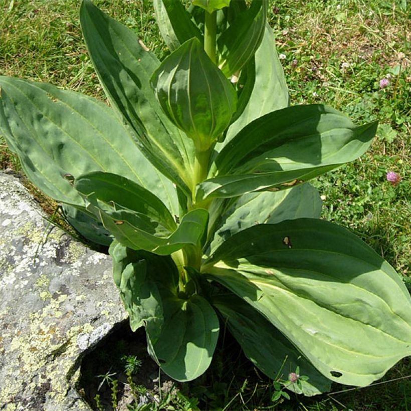 Keltakatkero - Gentiana lutea (Lehvistö)
