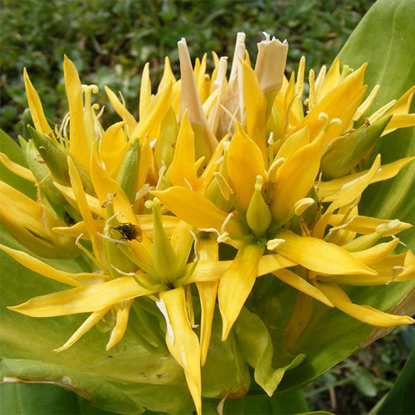 Keltakatkero - Gentiana lutea (Kukinta)