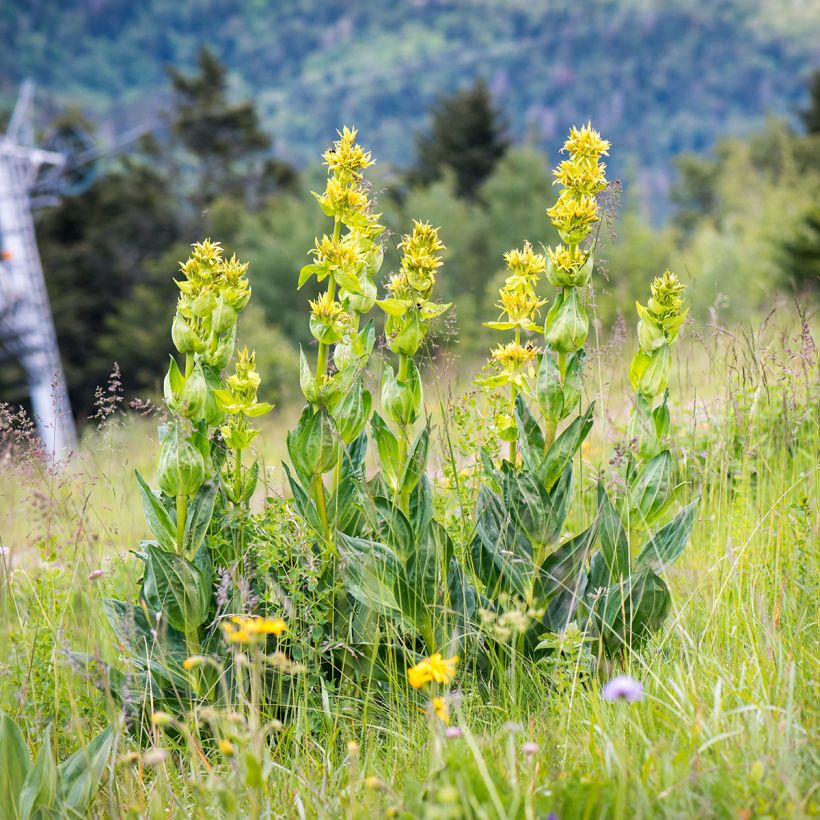 Keltakatkero - Gentiana lutea (Kasvutapa)
