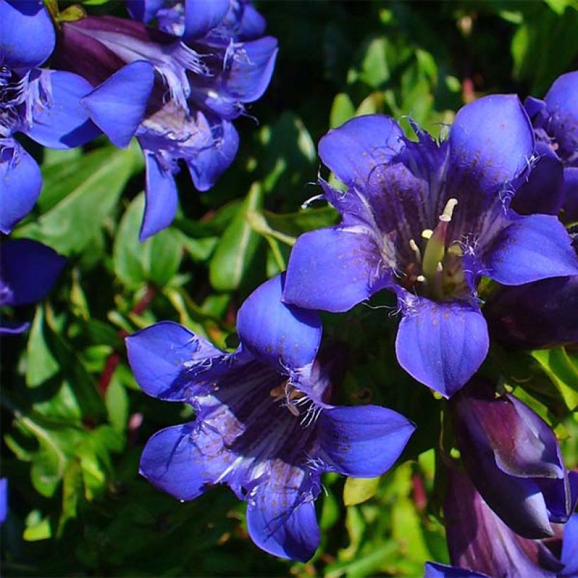 Kaukasiantörmäkatkero - Gentiana septemfida var. lagodechiana (Kukinta)