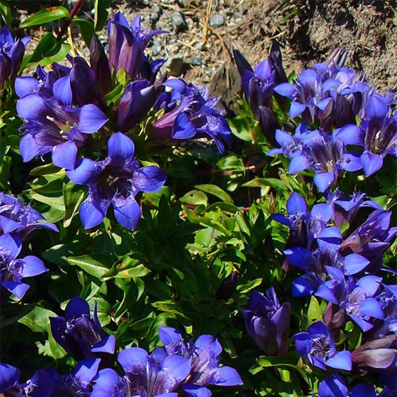 Kaukasiantörmäkatkero - Gentiana septemfida var. lagodechiana (Kasvutapa)