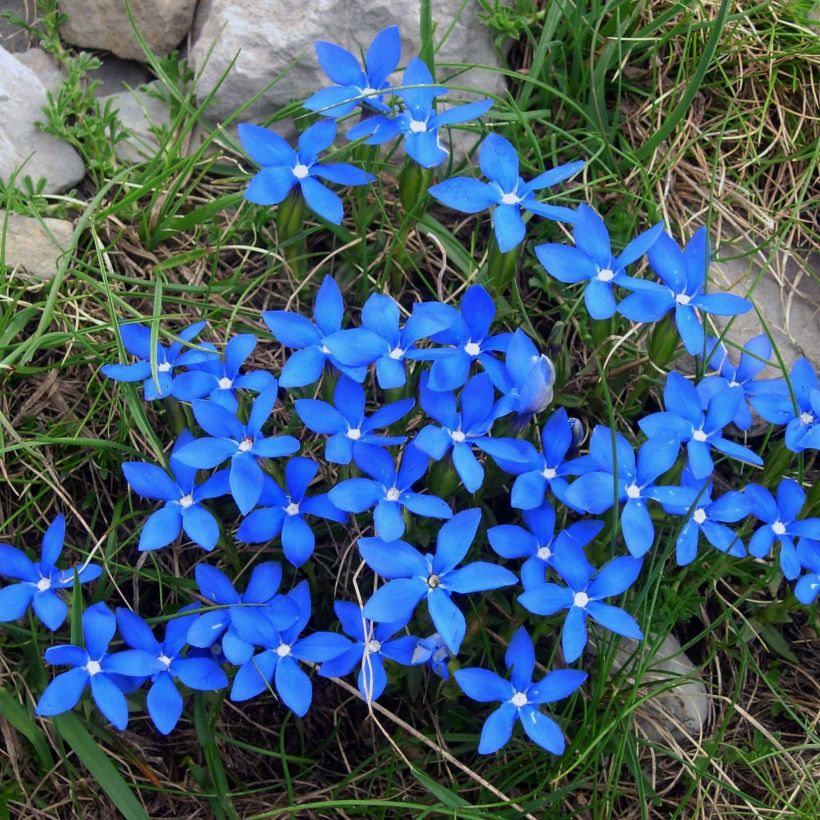 Kevätkatkero - Gentiana verna (Kukinta)