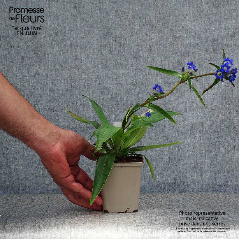 Esimerkki kesällä toimitetusta Alppikatkero - Gentiana acaulis Godet de 8/9 cm-taimesta