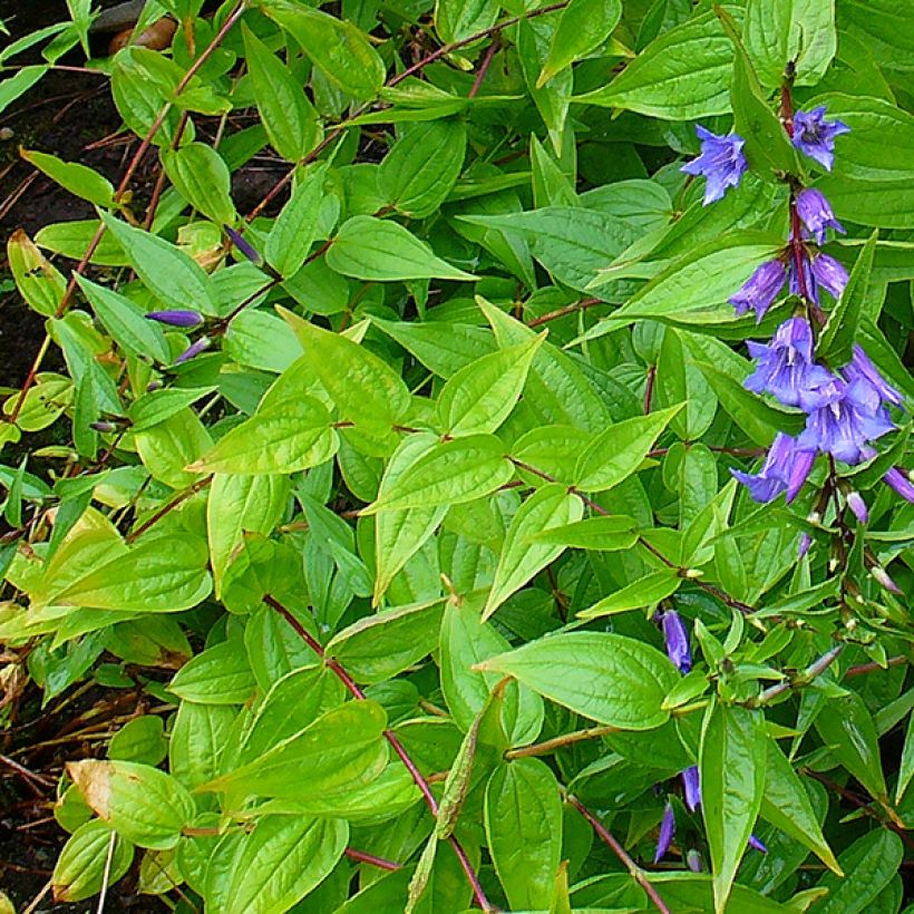 Metsäkatkero - Gentiana asclepiadea (Lehvistö)