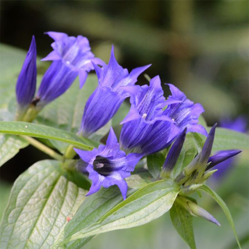 Metsäkatkero - Gentiana asclepiadea (Kukinta)