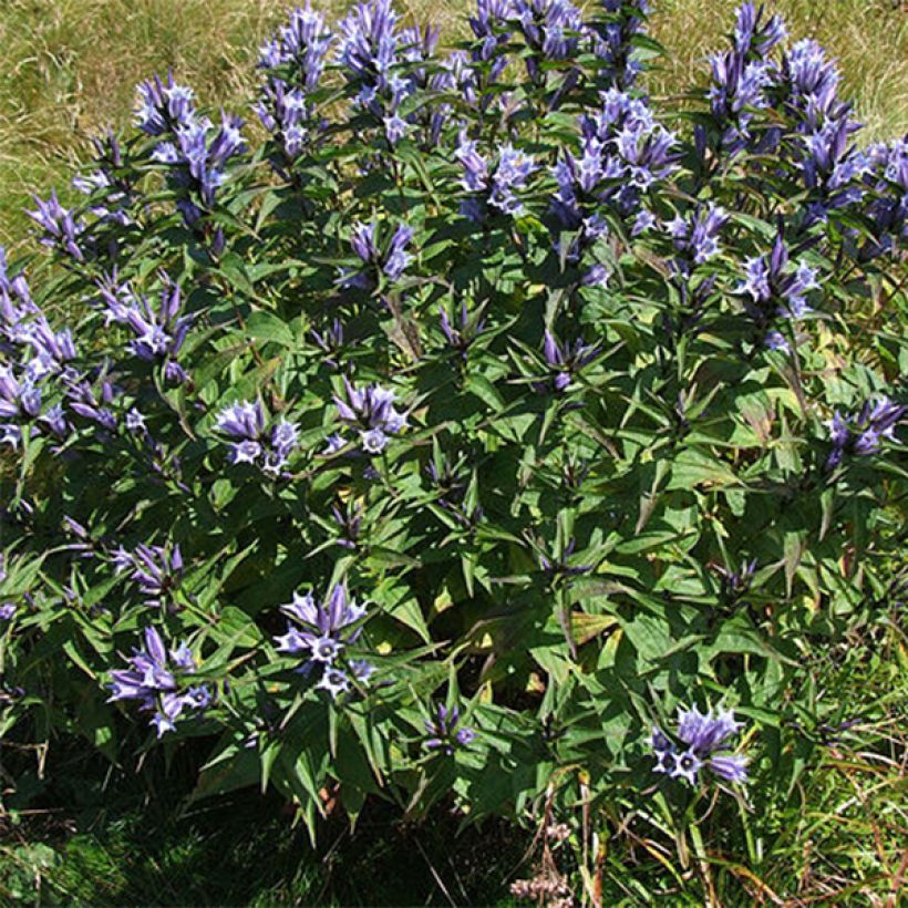 Metsäkatkero - Gentiana asclepiadea (Kasvutapa)