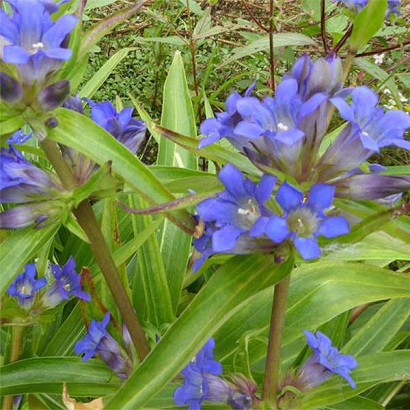 Rönsykatkero - Gentiana dahurica (Kukinta)