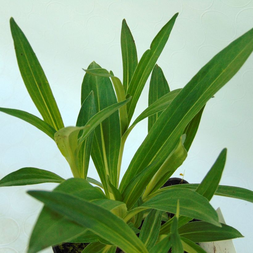 Rönsykatkero - Gentiana dahurica (Lehvistö)