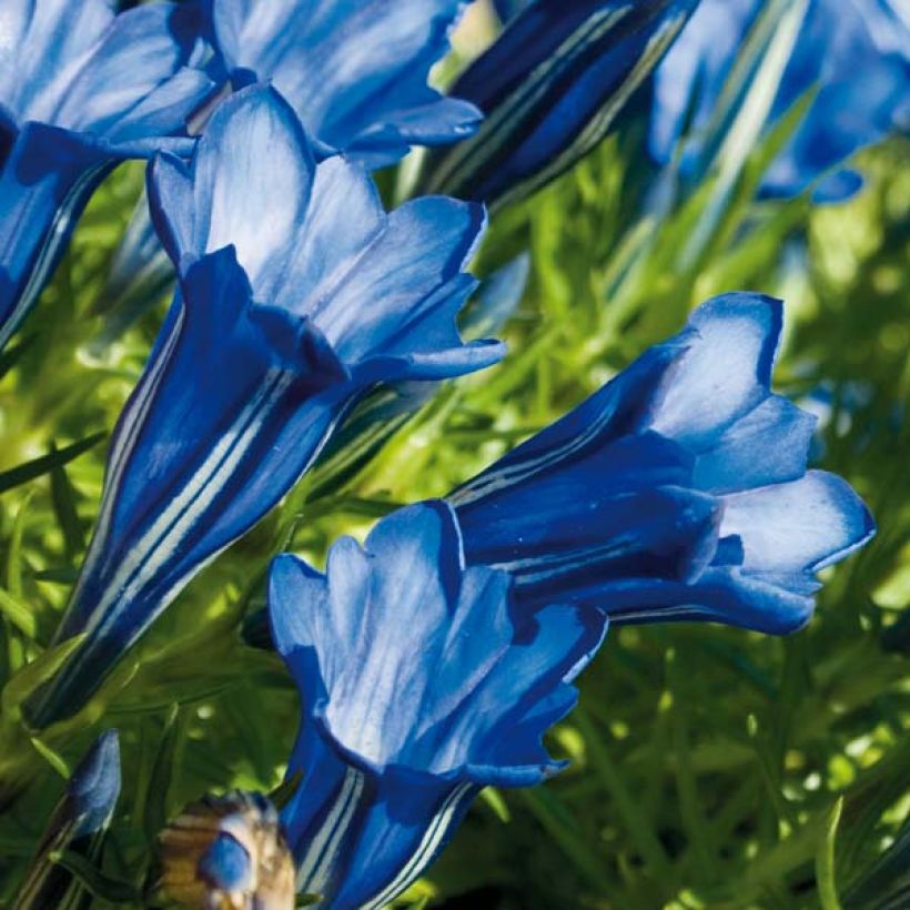 Syyskatkero - Gentiana sino-ornata (Kukinta)