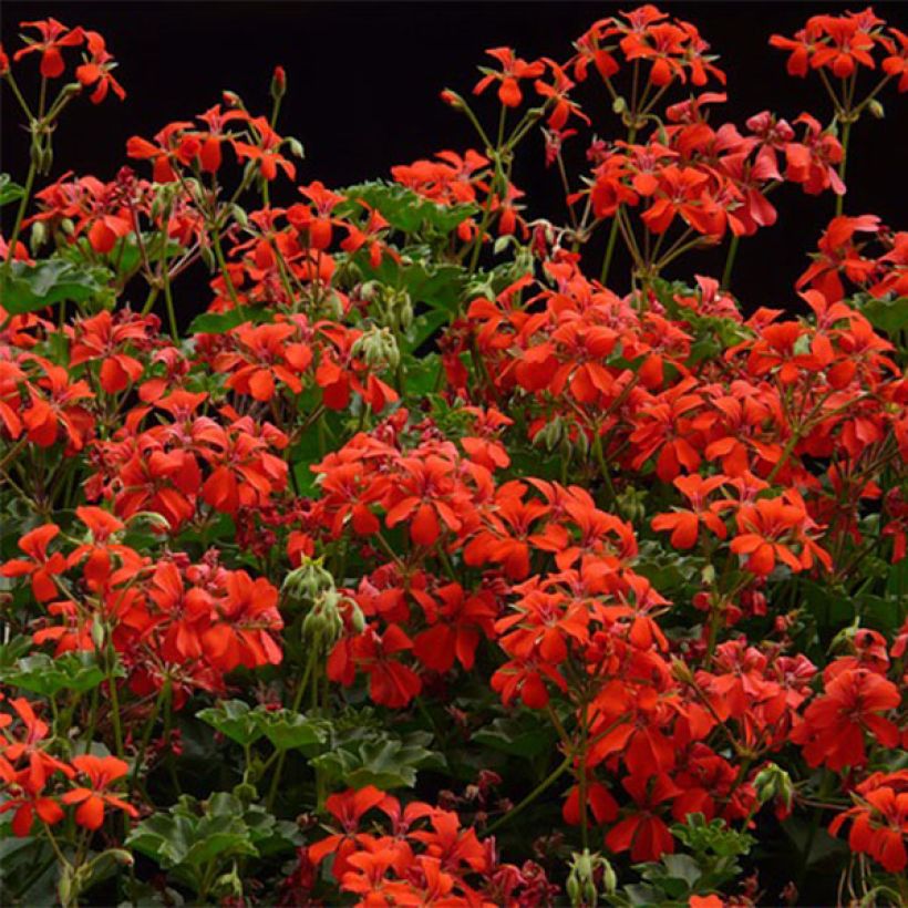 Riippapelargoni Balcon Imperial Red, rouge (Kukinta)