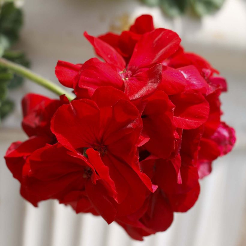 Enkelipelargoni Cassiopeia (Kukinta)