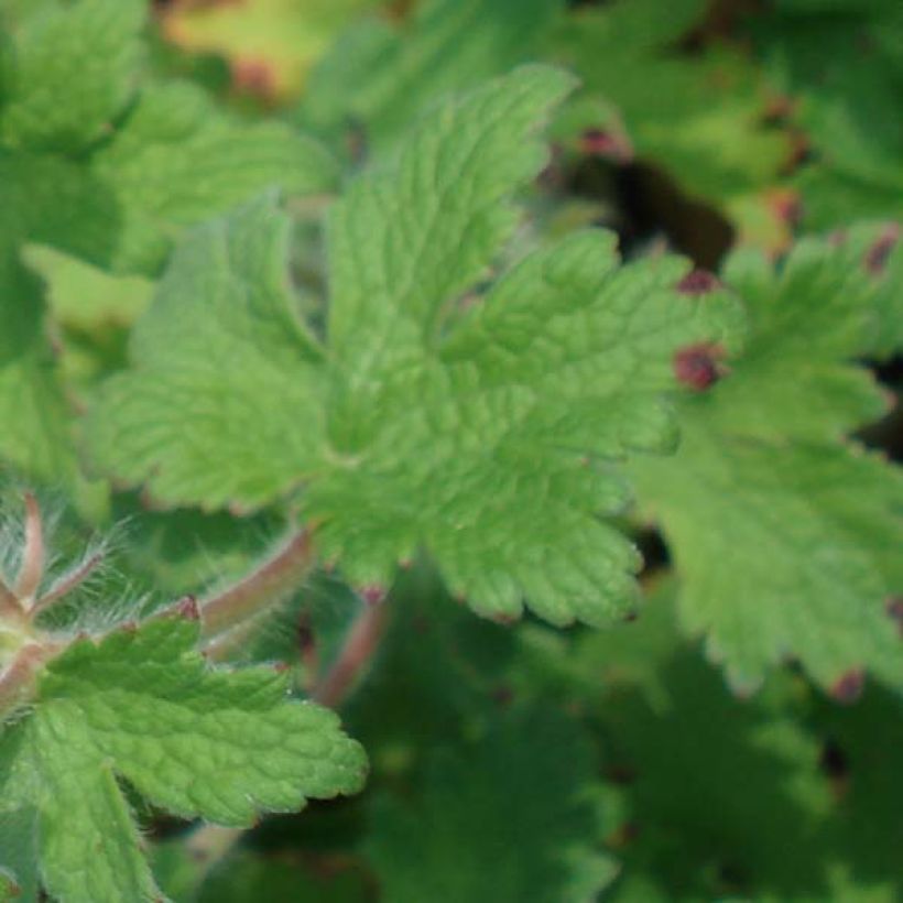 Turkinkurjenpolvi - Geranium ibericum (Lehvistö)