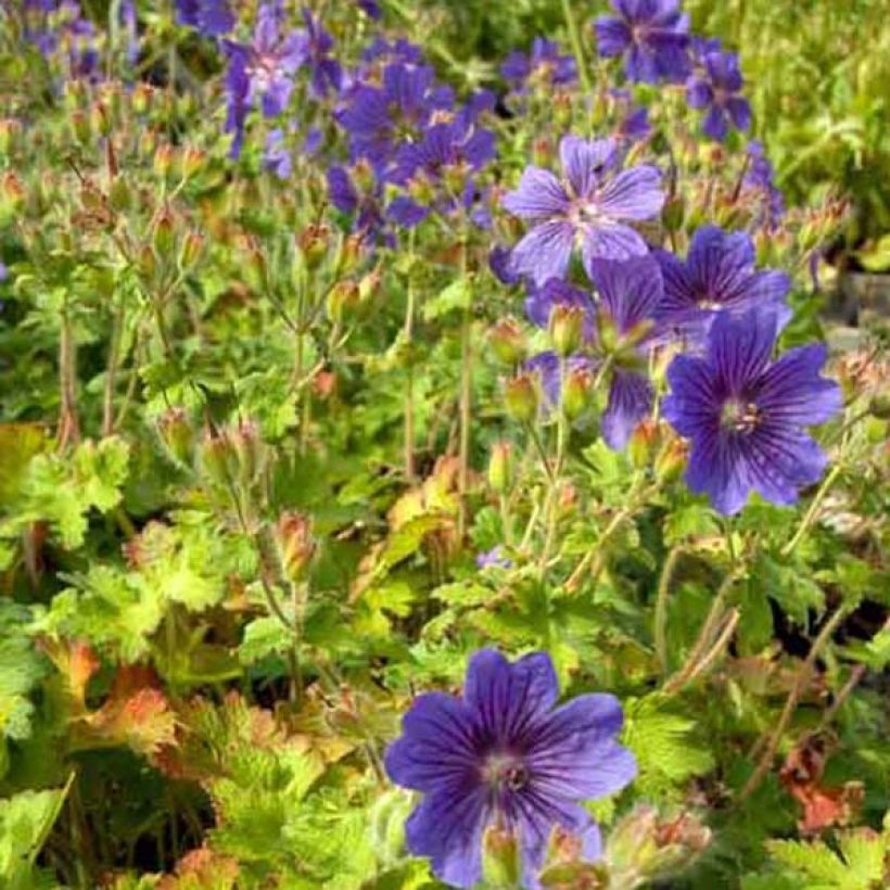 Turkinkurjenpolvi - Geranium ibericum (Kasvutapa)