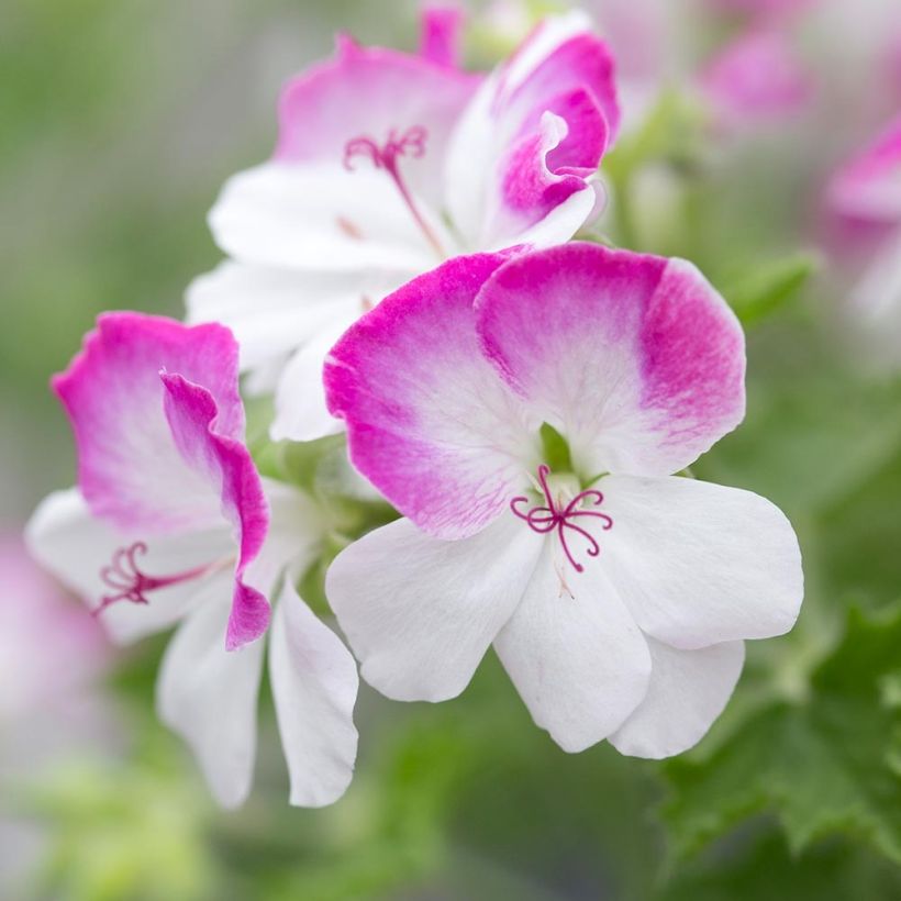 Enkelipelargoni Mosquitaway Louise (Kukinta)