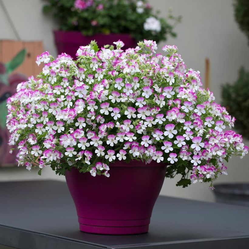 Enkelipelargoni Mosquitaway Louise (Kasvutapa)