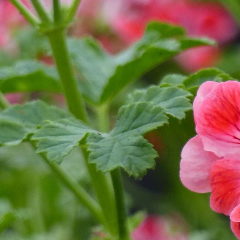 Tuoksupelargoni Paton's Unique (Lehvistö)