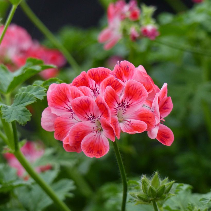 Tuoksupelargoni Paton's Unique (Kukinta)