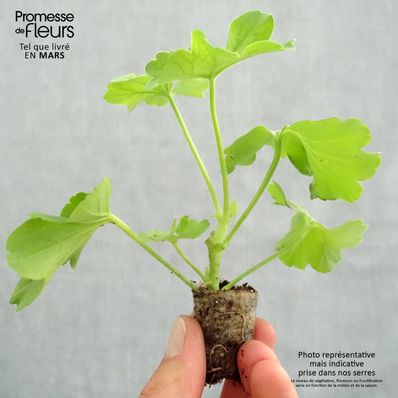 Esimerkki keväällä toimitetusta Enkelipelargoni TwoinOne Hot Pink Splash Minipaakku Ø 3/4 cm-taimesta