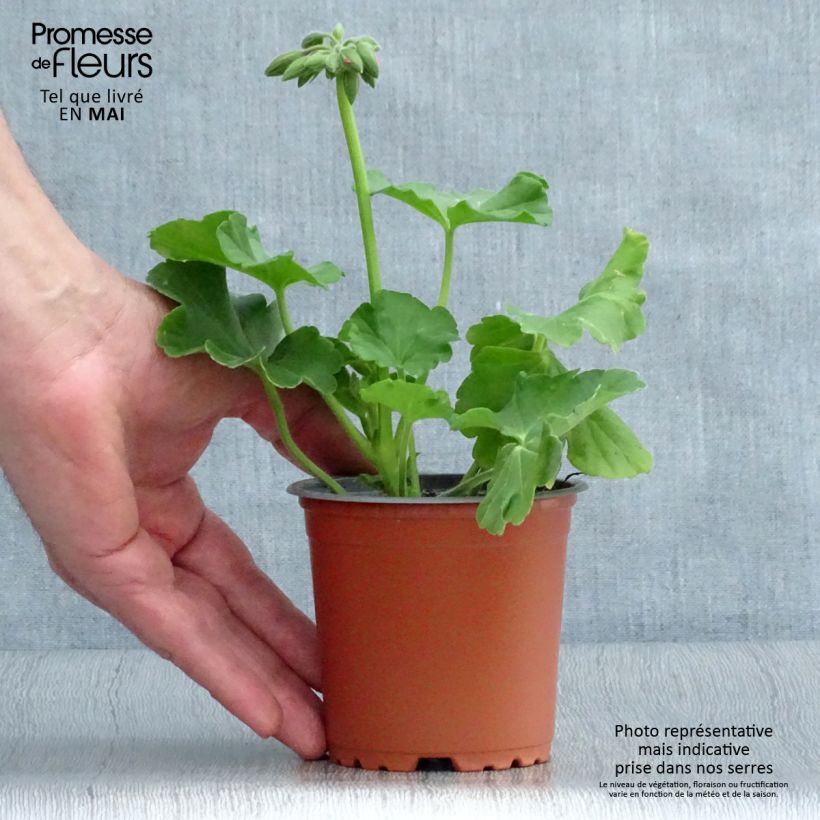 Esimerkki keväällä toimitetusta Enkelipelargoni TwoinOne Hot Pink Splash 8/9 cm taimiruukku-taimesta