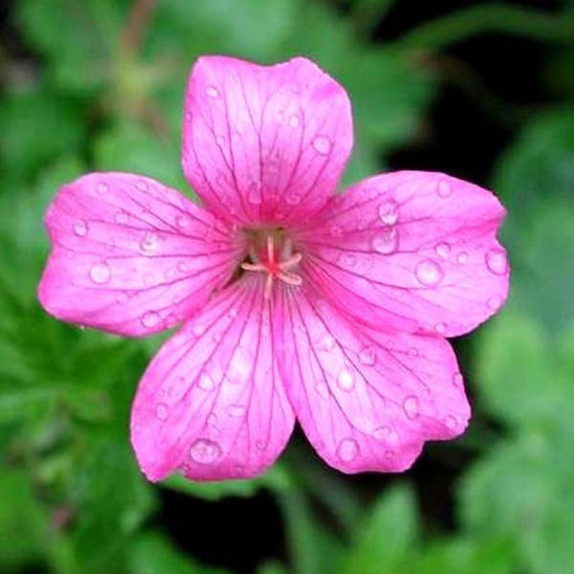 Espanjankurjenpolvi Wargrave Pink (Kukinta)