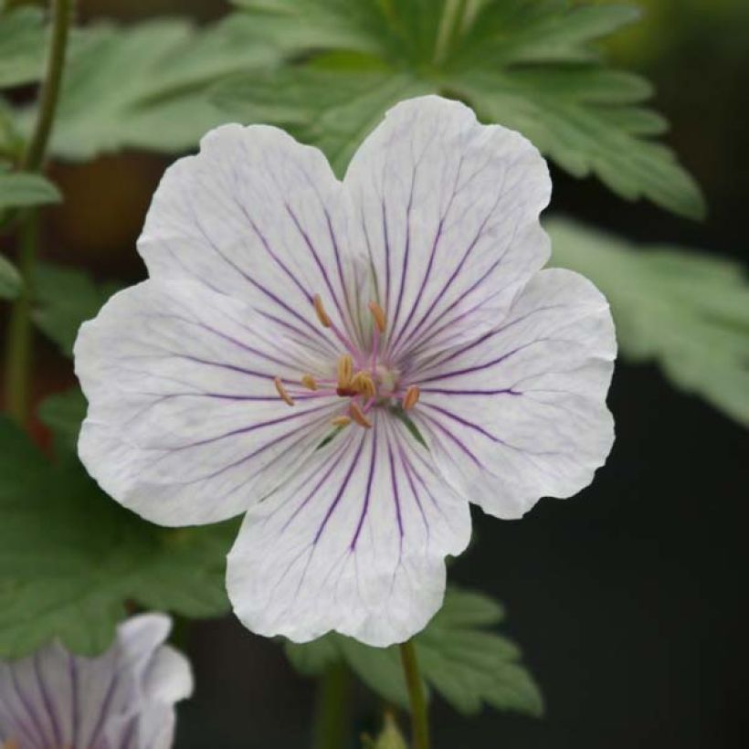 Idänkurjenpolvi Derrick Cook (Flowering)