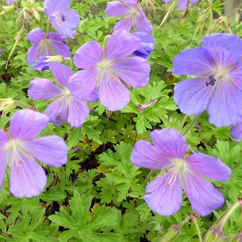 Idänkurjenpolvi Irish Blue (Kukinta)