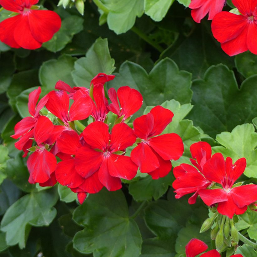 Enkelipelargoni TwoinOne Dark Red (Kukinta)
