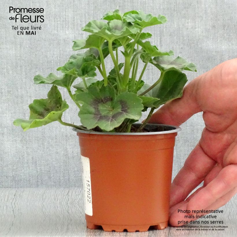 Esimerkki keväällä toimitetusta Enkelipelargoni Specials C Alm-Geranie Scarlet 8/9 cm taimiruukku-taimesta