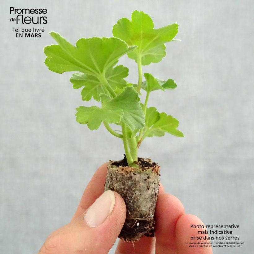 Esimerkki keväällä toimitetusta Enkelipelargoni TwoinOne Dark Red Minipaakku Ø 3/4 cm-taimesta