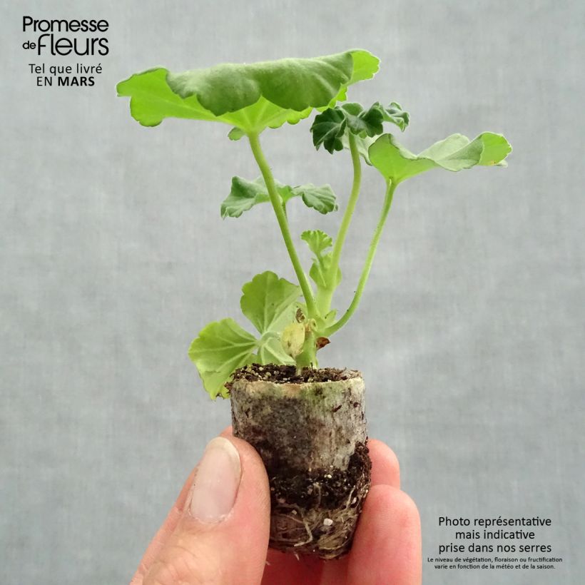 Esimerkki keväällä toimitetusta Enkelipelargoni TwoinOne Violet Minipaakku Ø 3/4 cm-taimesta