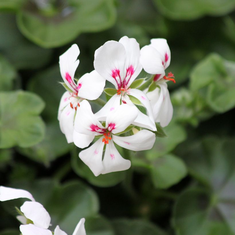 Riippapelargoni Rainbow White (Kukinta)
