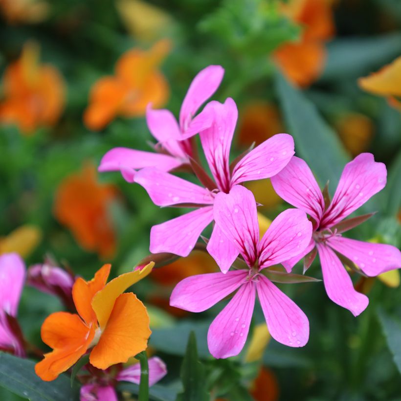 Riippapelargoni Balcon Lilas Lila (Kukinta)