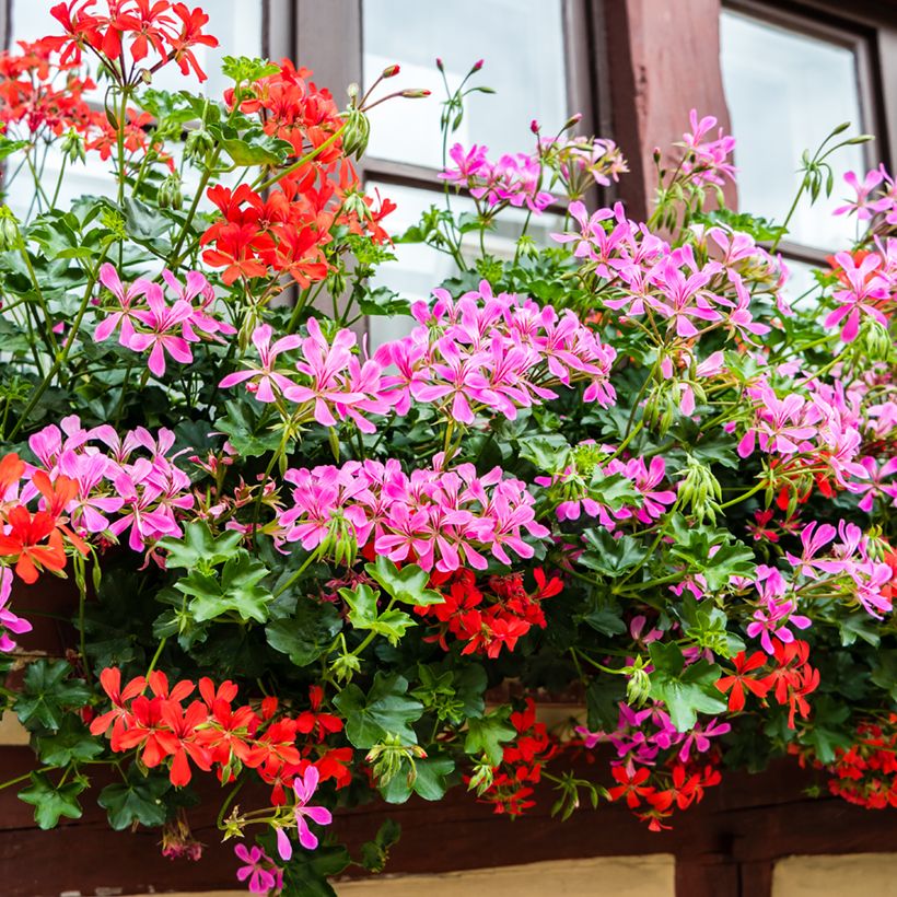 Riippapelargoni Balcon Lilas Lila (Kasvutapa)