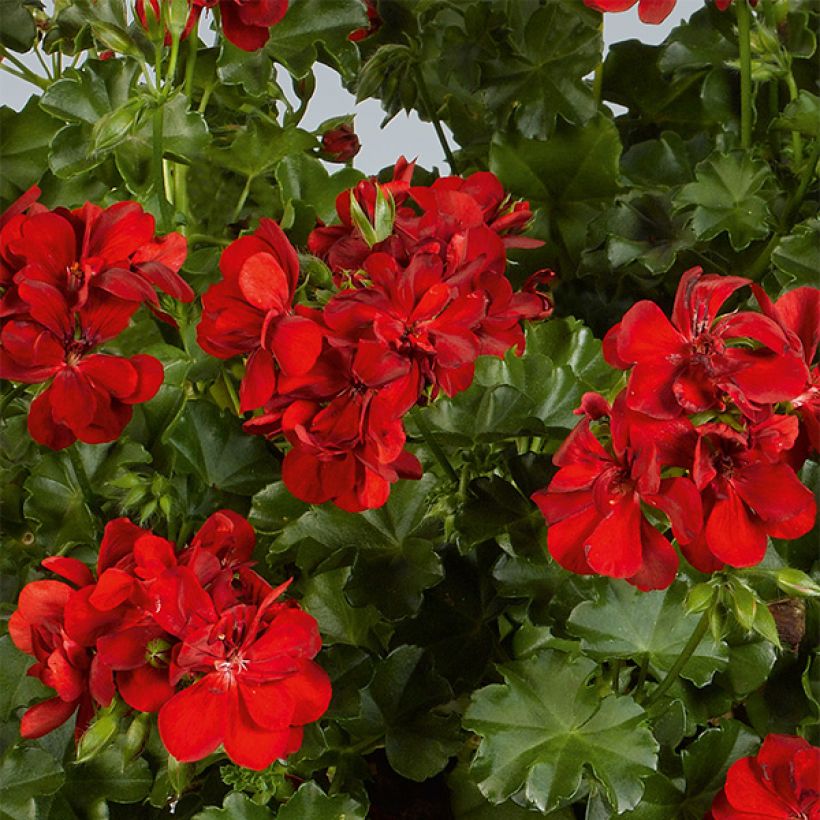 Riippapelargoni Ruby (Kukinta)