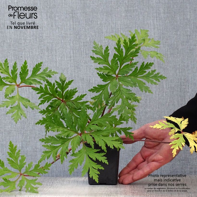 Esimerkki syksyllä toimitetusta Madeirankurjenpolvi - Geranium maderense 7/8 cm taimiruukku-taimesta