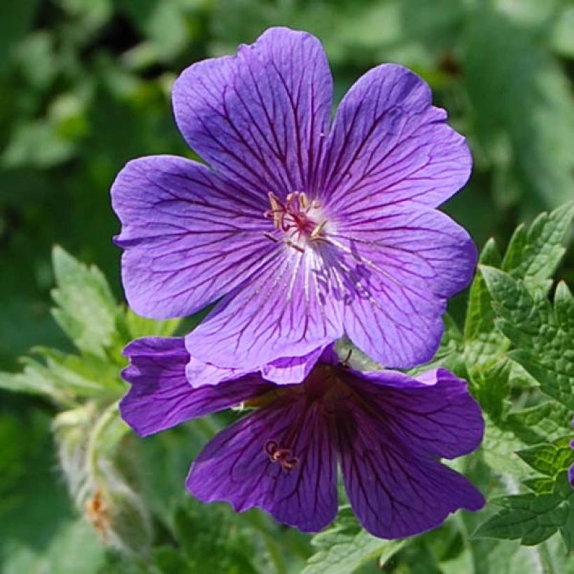 Tarhakurjenpolvi - Geranium x magnificum (Kukinta)