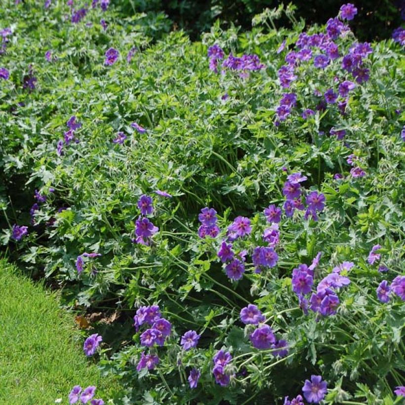 Tarhakurjenpolvi - Geranium x magnificum (Kasvutapa)