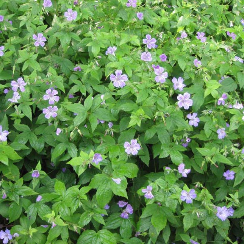 Hämykurjenpolvi - Geranium nodosum (Kasvutapa)