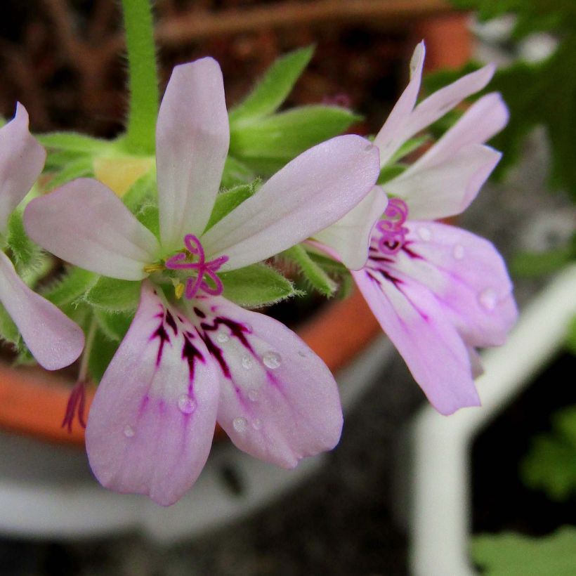 Ruusupelargoni - Pelargonium capitatum (Kukinta)