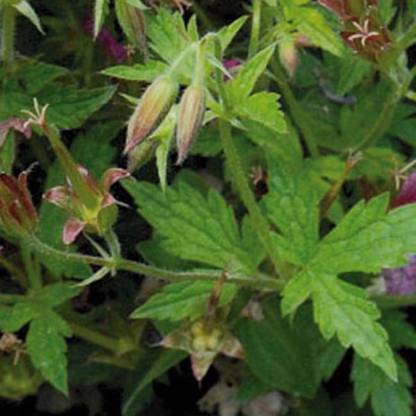 Rusokurjenpolvi Hollywood (Foliage)
