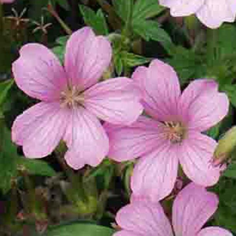 Rusokurjenpolvi Hollywood (Flowering)